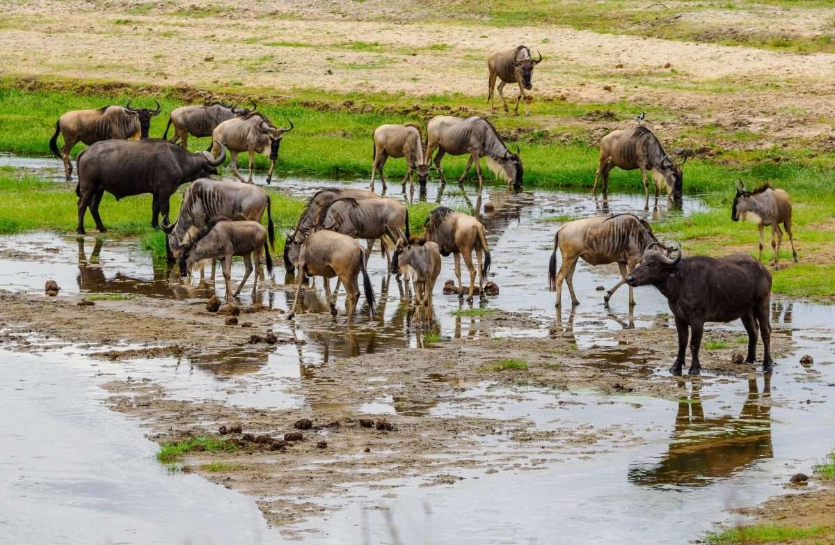 Tarangire National Park Book best Kenya safaris Tanzania safaris and Africa safari holidays with Aether safari collection 70 scaled