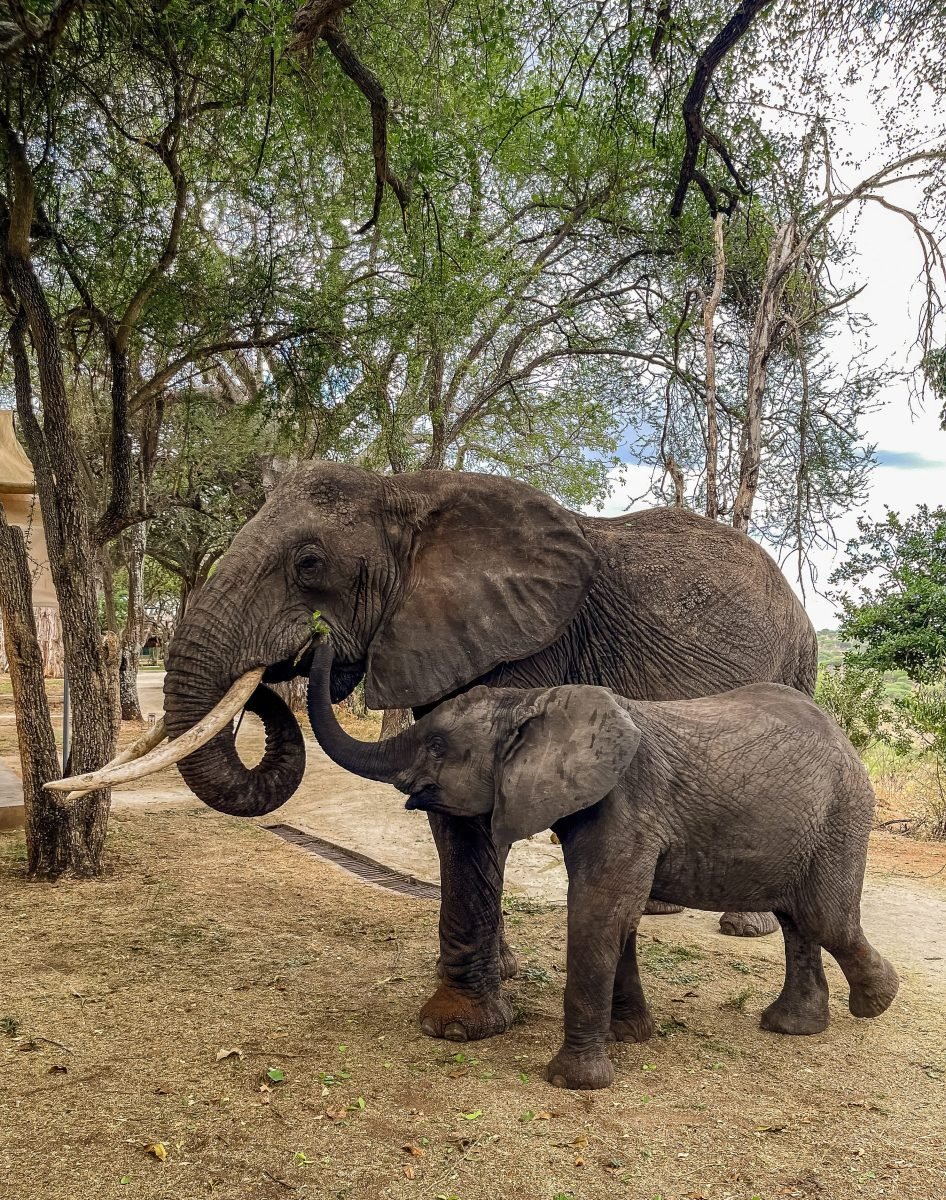 Tarangire Safari Lodge Tarangire National Park Book best Kenya safaris Tanzania safaris and Africa safari holidays with Aether safari collection 16 scaled