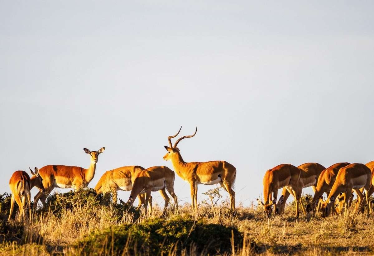 Masai Mara National Reserve wildlife safaris Aether safari collection 17 scaled