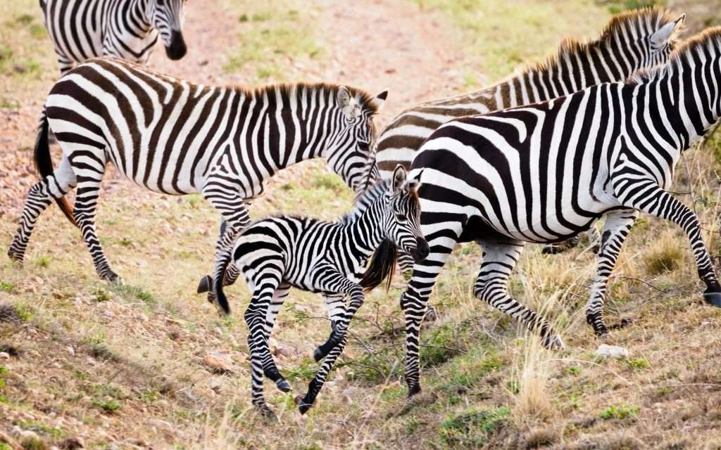 Masai Mara National Reserve wildlife safaris Aether safari collection 2 scaled
