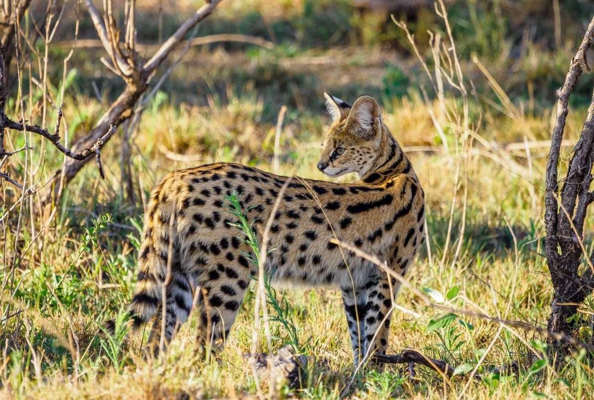Masai Mara National Reserve wildlife safaris Aether safari collection 8 scaled