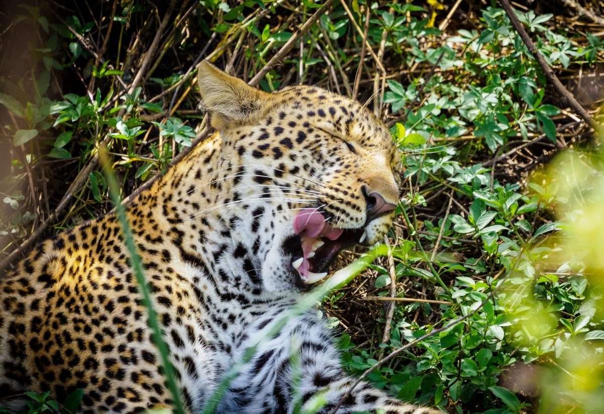 Masai Mara wildlife safaris Aether safari collection 1 scaled