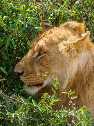 Masai Mara wildlife safaris Aether safari collection 11