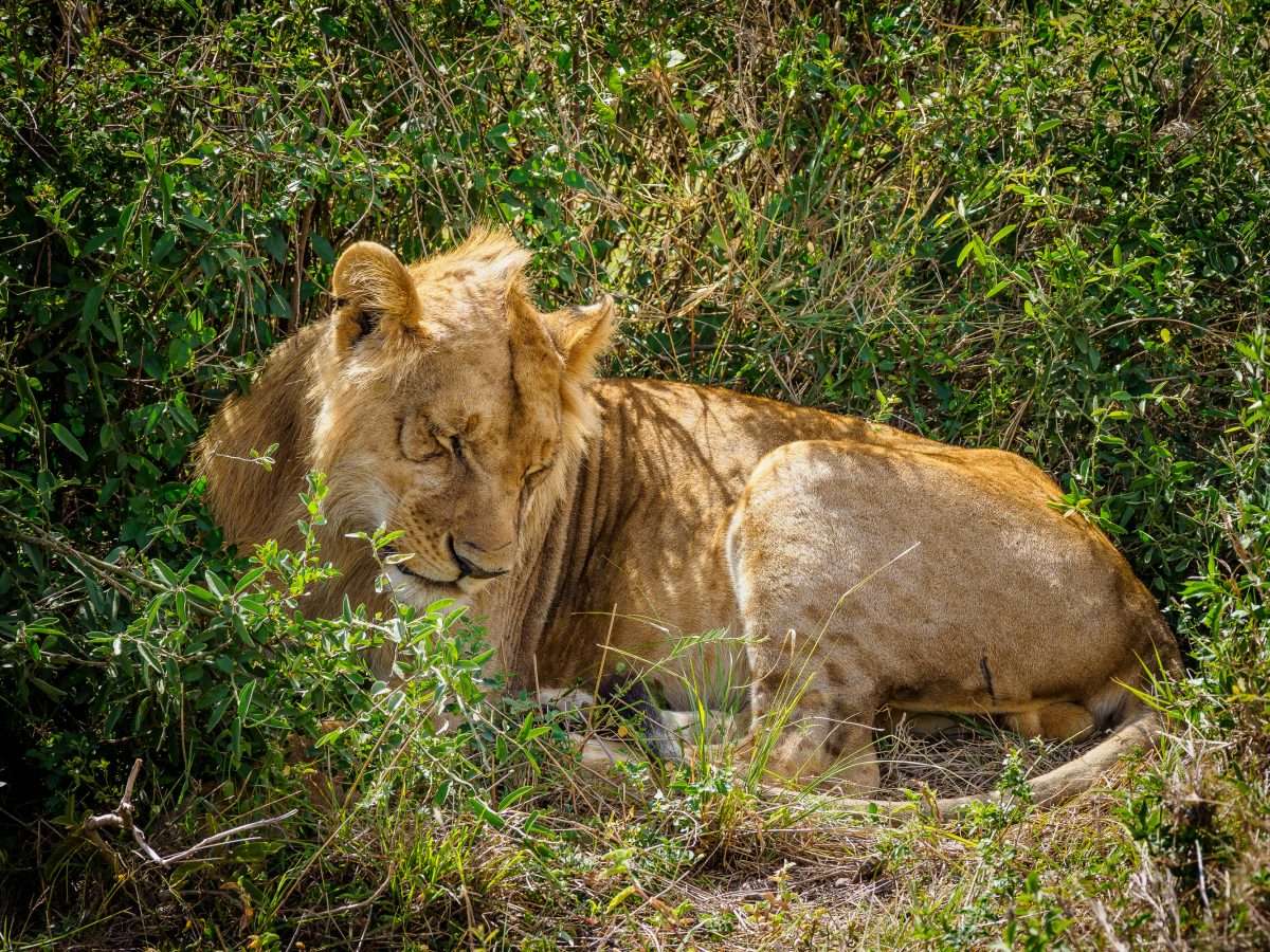 Masai Mara wildlife safaris Aether safari collection 13 scaled