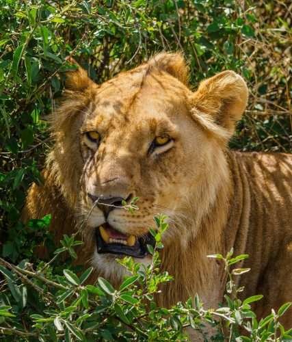 Masai Mara wildlife safaris Aether safari collection 14