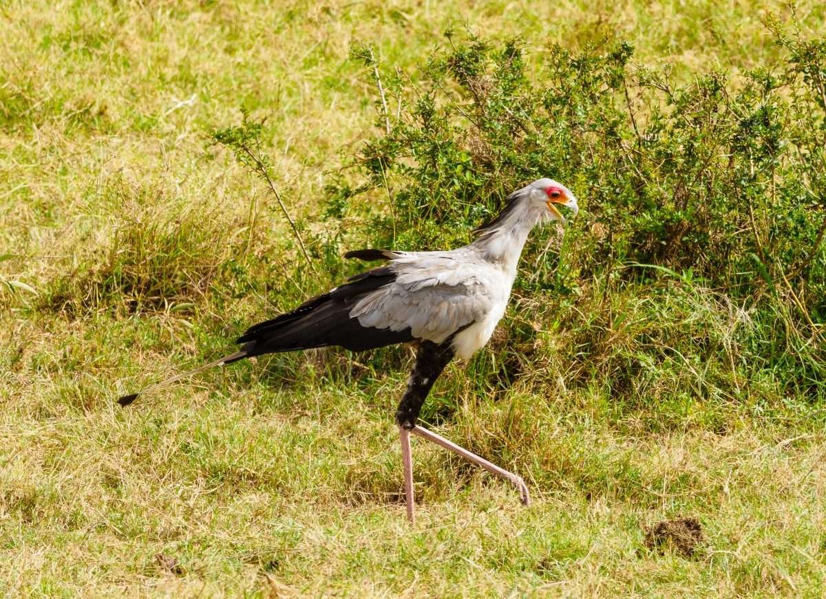 Masai Mara wildlife safaris Aether safari collection 16 scaled