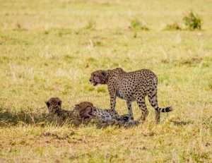 Masai Mara wildlife safaris Aether safari collection 22 scaled