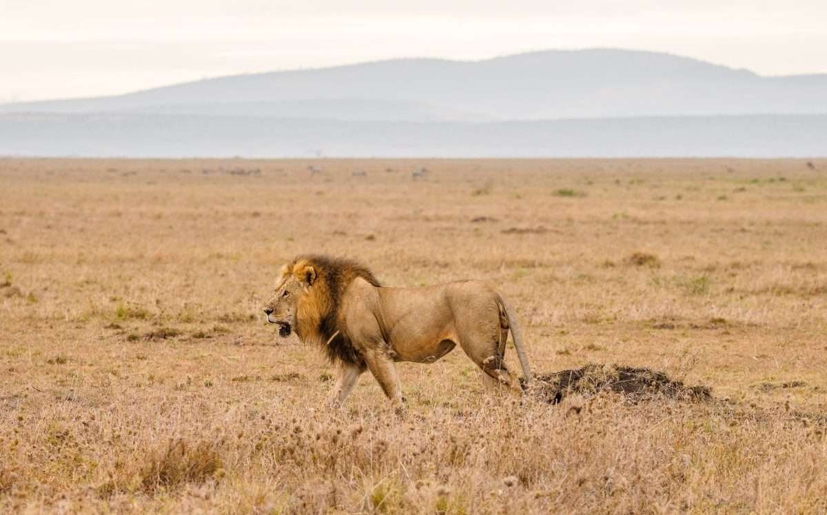 Masai National Reserve wildlife safaris Aether safari collection 4 scaled