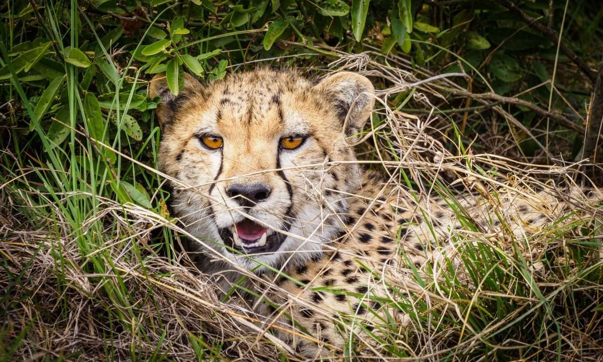Masai National Reserve wildlife safaris with Aether safari collection