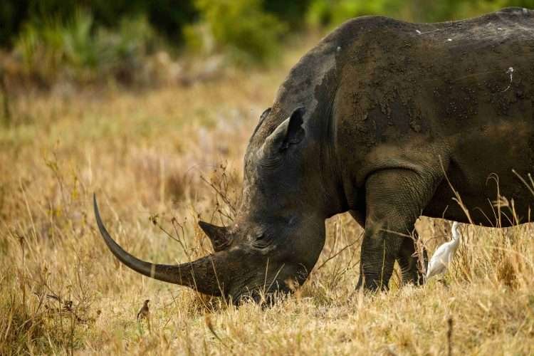 Rhino River Camp Meru National Park in Kenya Aether safari collection 111
