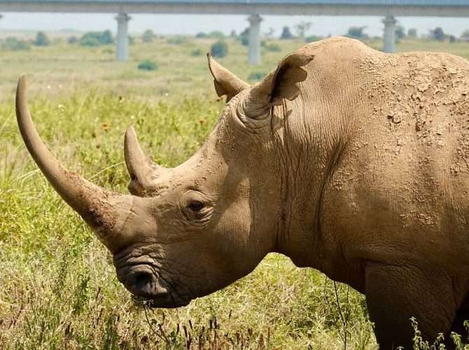 Rhino at Nairobi National Park in Kenya - book your Nairobi day excursion with Aether safari collection