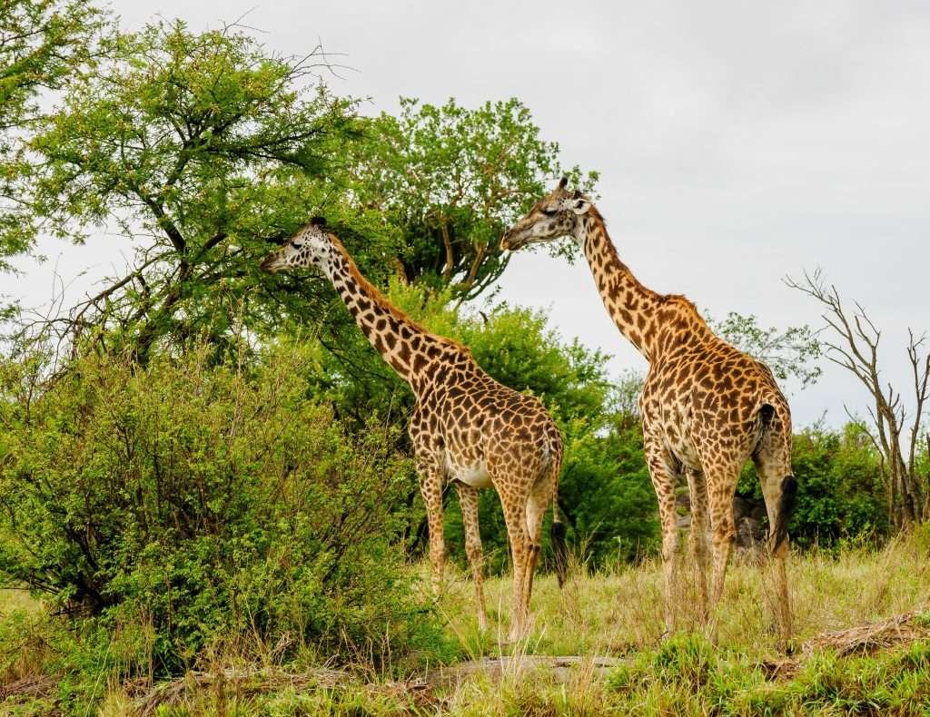 Serengeti National Park Tanzania Book best Kenya safaris Tanzania safaris and Africa safari holidays with Aether safari collection 121 scaled