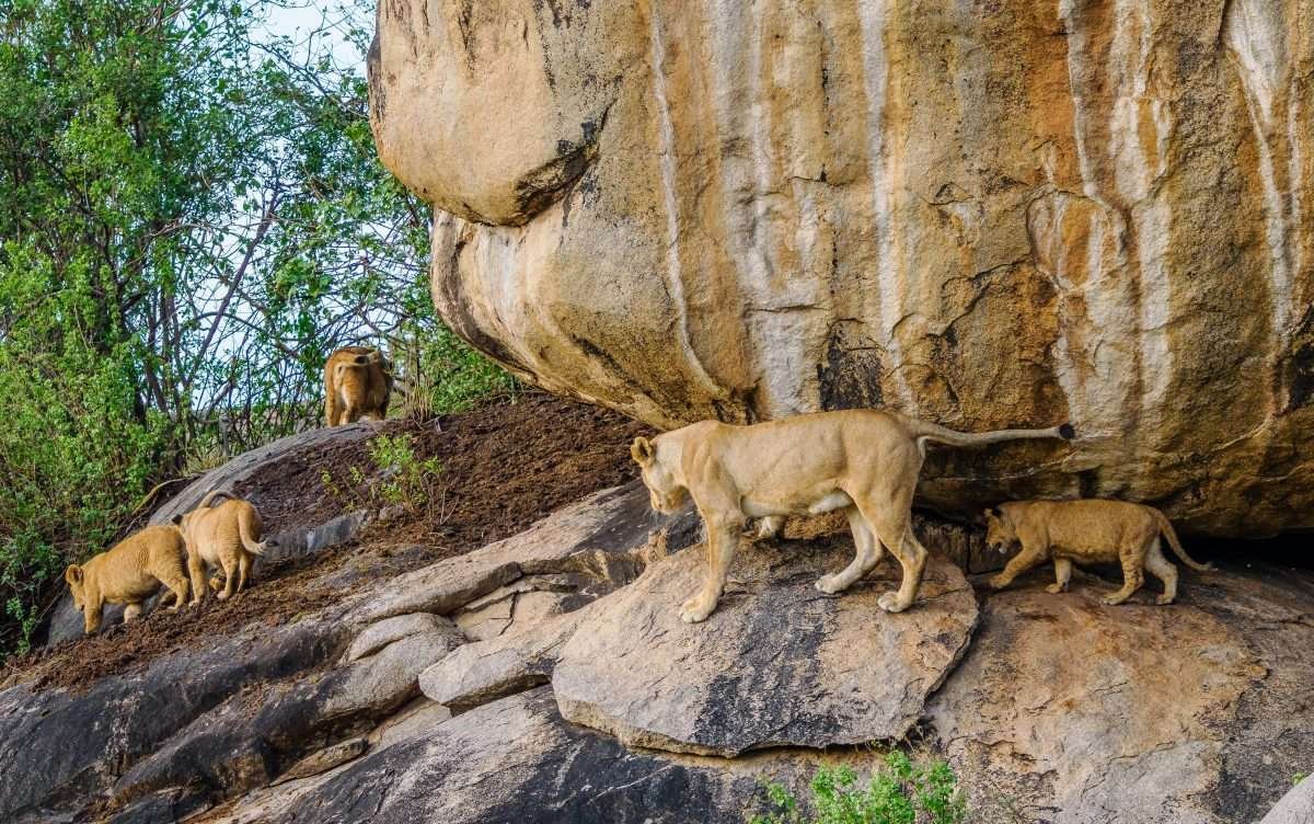 Serengeti National Park Tanzania Book best Kenya safaris Tanzania safaris and Africa safari holidays with Aether safari collection 27 scaled
