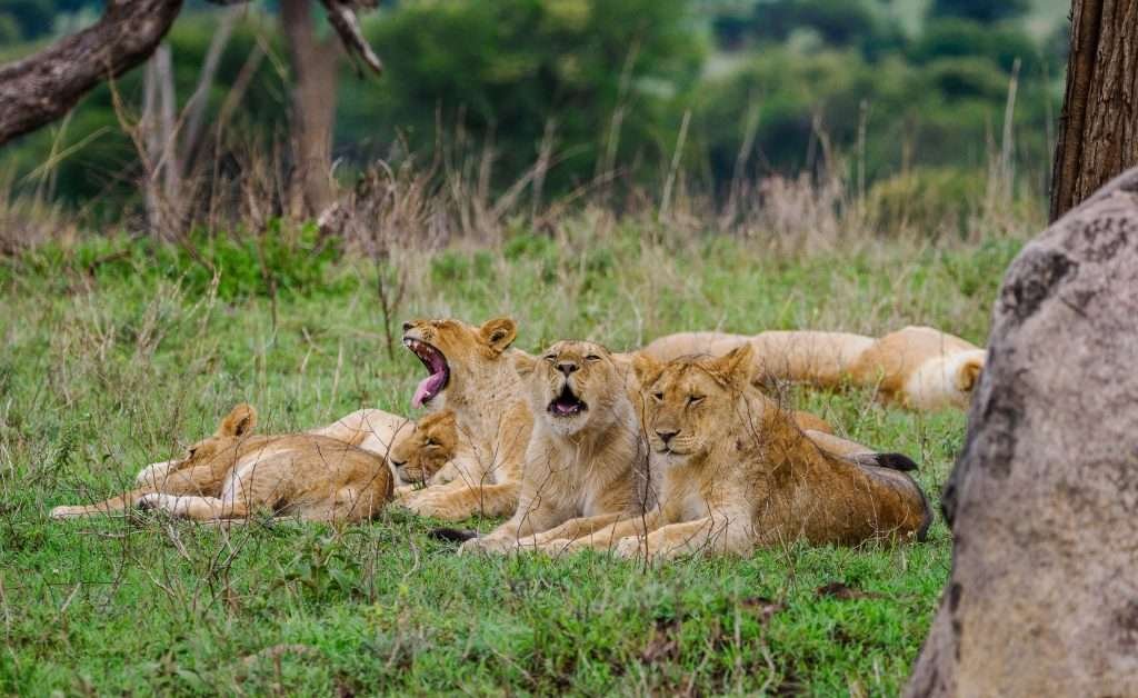 Serengeti National Park Tanzania Book best Kenya safaris Tanzania safaris and Africa safari holidays with Aether safari collection 285 scaled