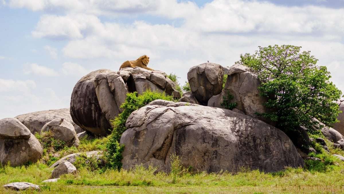 Serengeti National Park Tanzania Book best Kenya safaris Tanzania safaris and Africa safari holidays with Aether safari collection 293 1 scaled