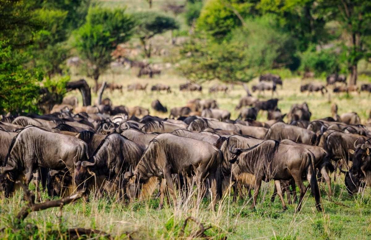 Serengeti National Park Tanzania Book best Kenya safaris Tanzania safaris and Africa safari holidays with Aether safari collection 52 scaled