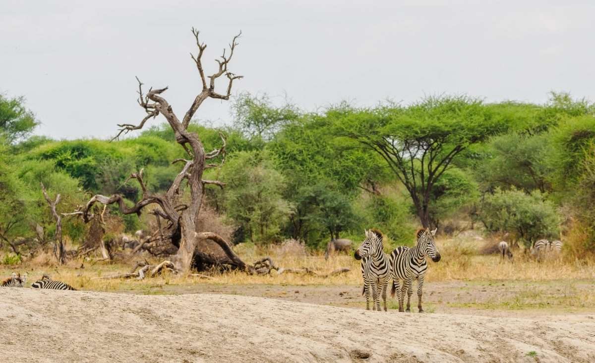 Tarangire National Park Book best Kenya safaris Tanzania safaris and Africa safari holidays with Aether safari collection 174 scaled