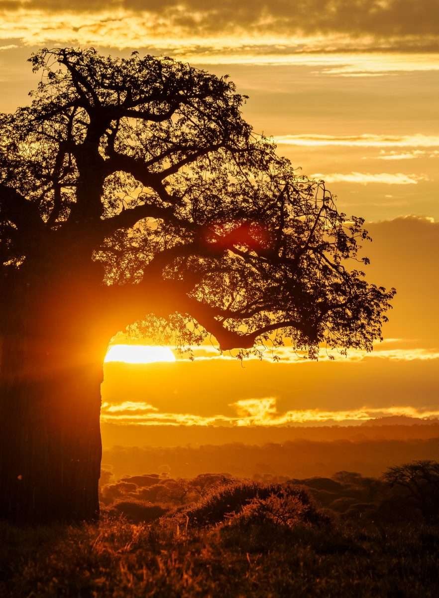 Tarangire National Park Book best Kenya safaris Tanzania safaris and Africa safari holidays with Aether safari collection 226 scaled