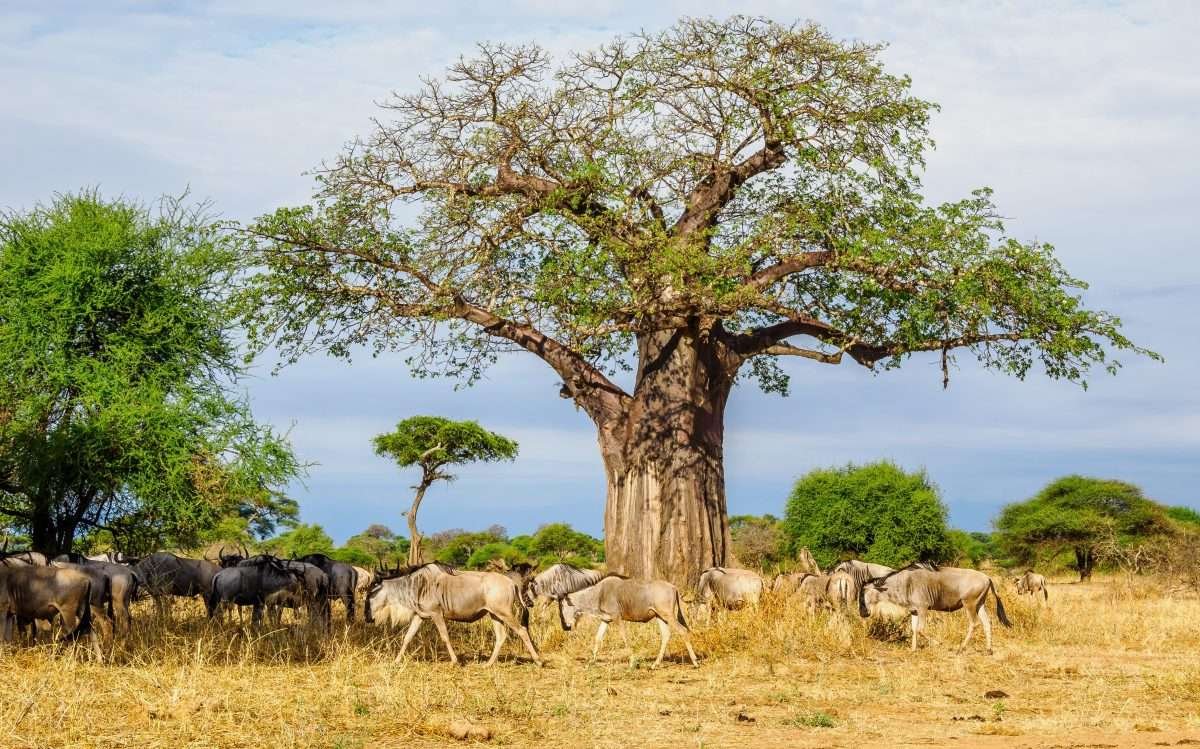 Tarangire National Park Book best Kenya safaris Tanzania safaris and Africa safari holidays with Aether safari collection 23 scaled