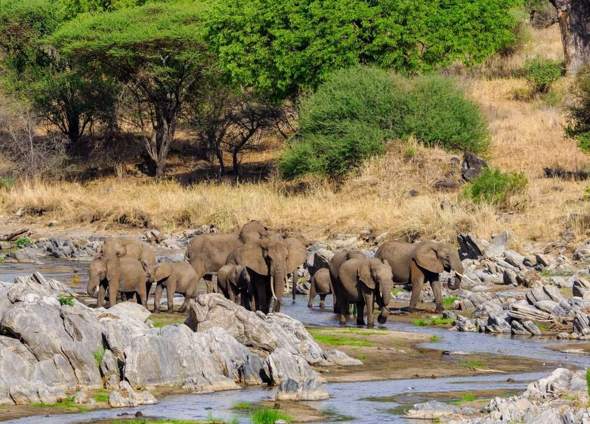 Tarangire National Park Book best Kenya safaris Tanzania safaris and Africa safari holidays with Aether safari collection 27 scaled