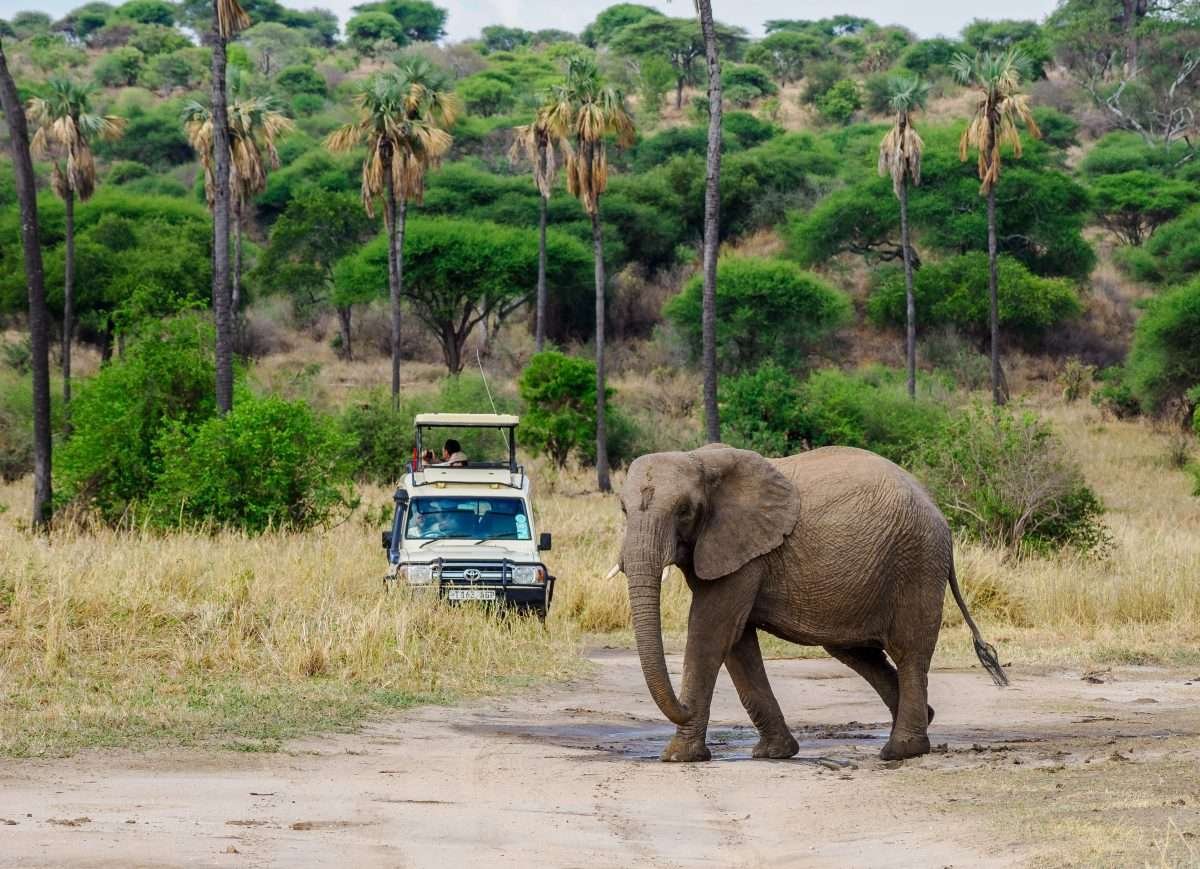 Tarangire National Park Book best Kenya safaris Tanzania safaris and Africa safari holidays with Aether safari collection 51 scaled