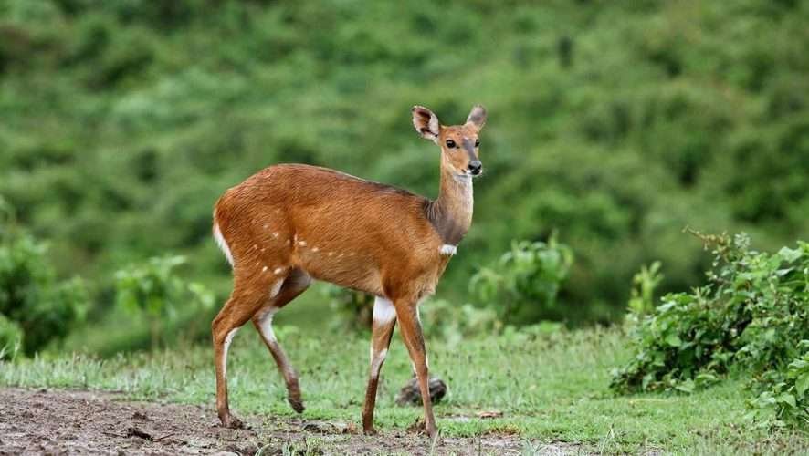 The Ark tree lodge Aberdare National Park in Kenya Aether safari collection 5
