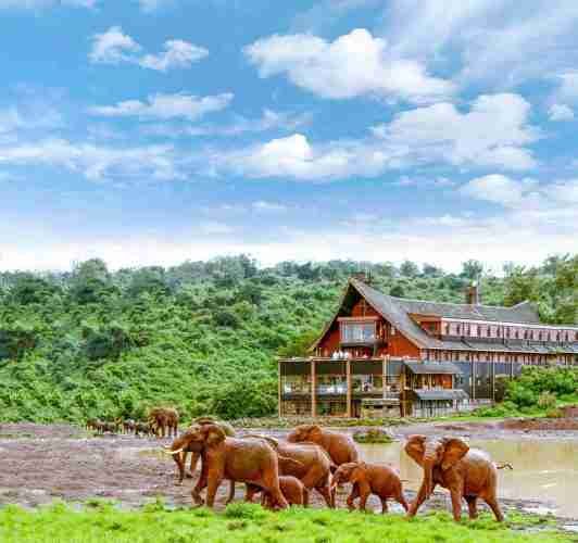 The Ark tree lodge Aberdare National Park in Kenya Aether safari collection