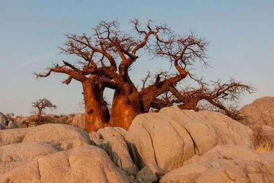 A baobab tree as seen on safari in Tarangire National Park