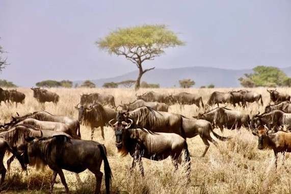 Wildebeest crossing the Serengeti plain on a Great Migration safari tour