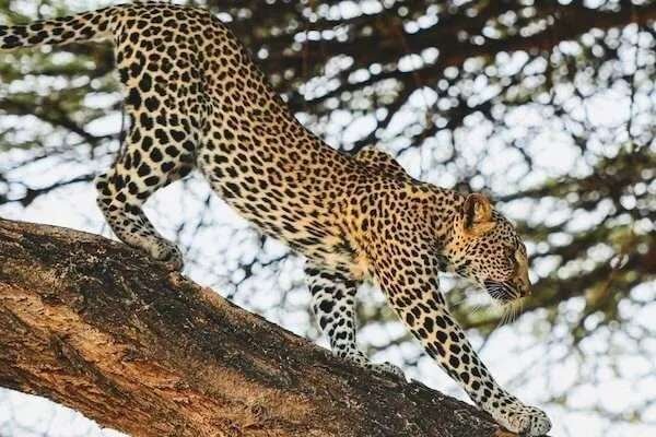 Leopard in a tree