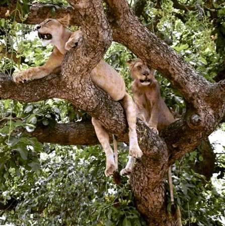 Lions climbing trees on a Lake Manyara safari