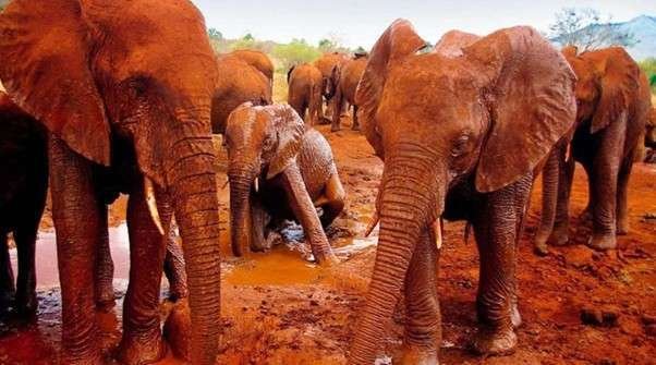Red elephants of Tsavo East as seen on an Aether safari collection safari tour