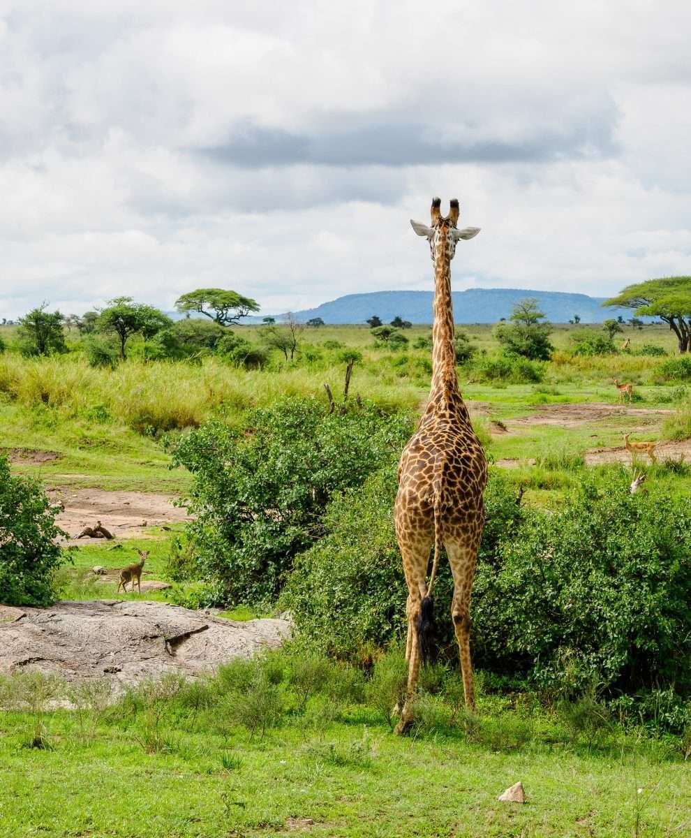 Serengeti National Park Tanzania - Book best Kenya safaris, Tanzania safaris and Africa safari holidays with Aether safari collection