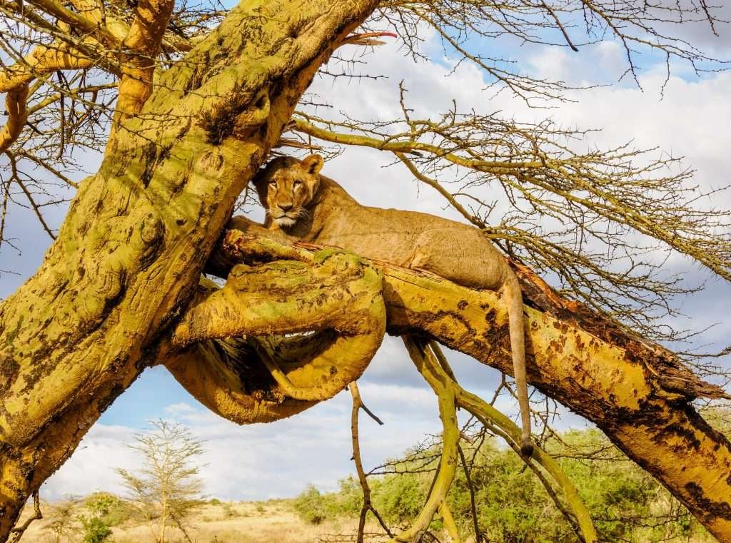 Kenya Big 5 wildlife safari tour packages with Aether safari collection