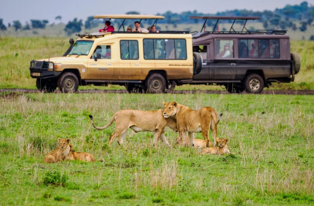 Two safari vehicles watching a pride of lions
