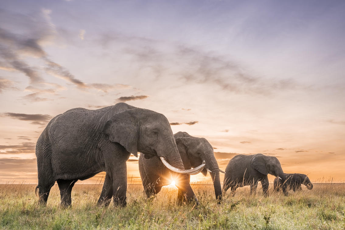 Elephant family at sunset