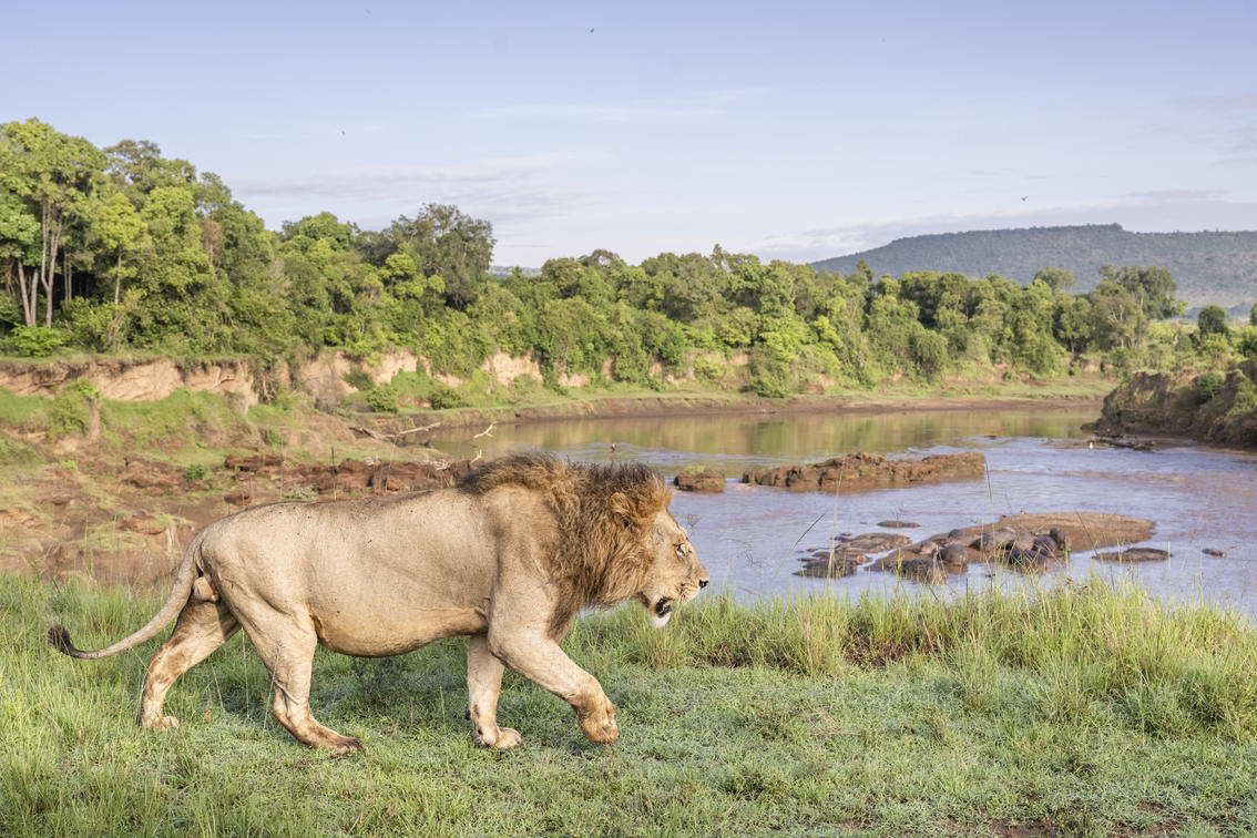Lion walking along a riverbank