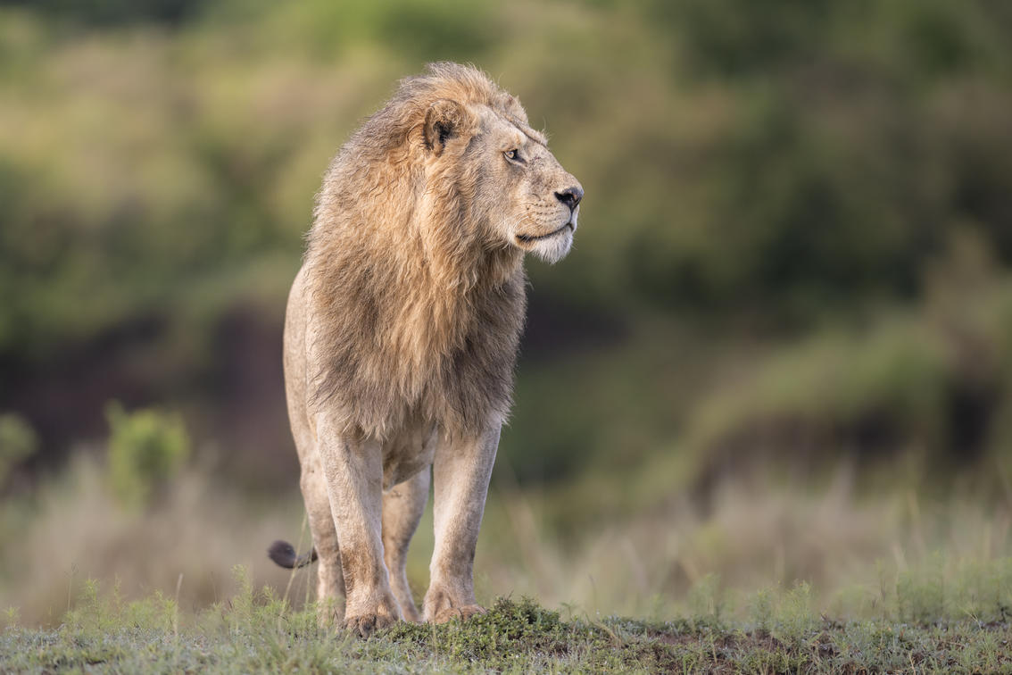 Male lion standing on a ridge