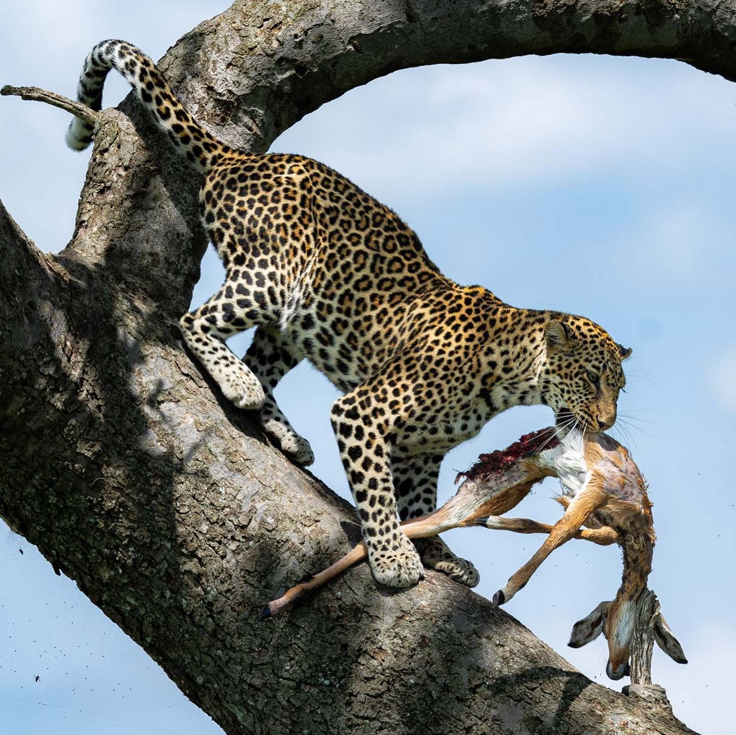 Leopard feeding on a kill in the branches of a tree