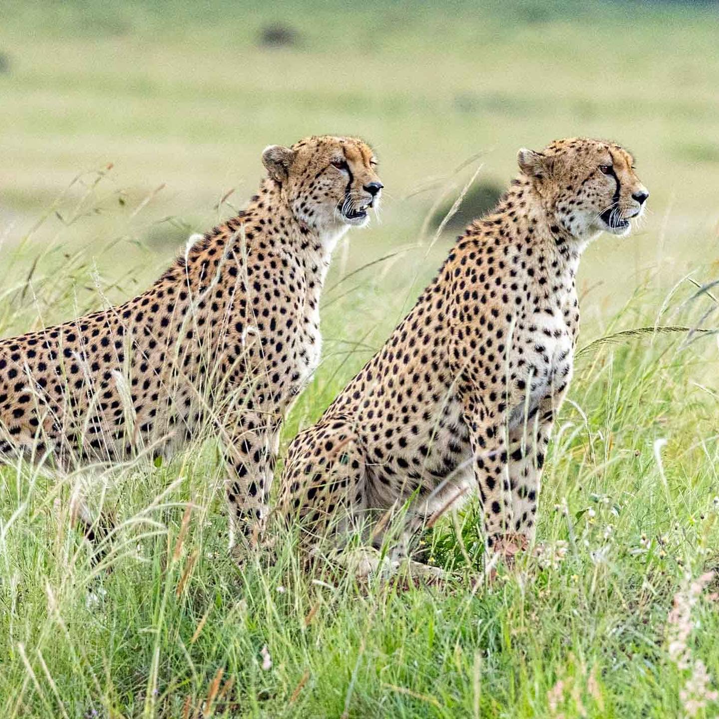 Two cheetahs standing alert in golden grassland