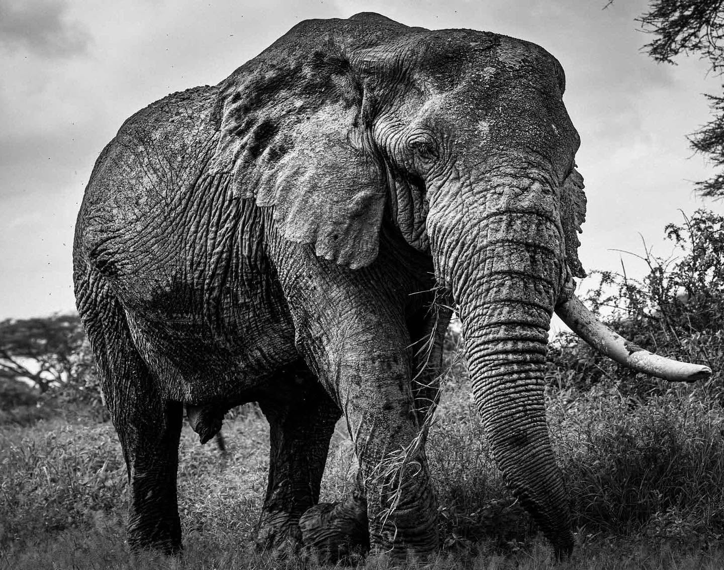 Large tusker elephant photographed in black and white