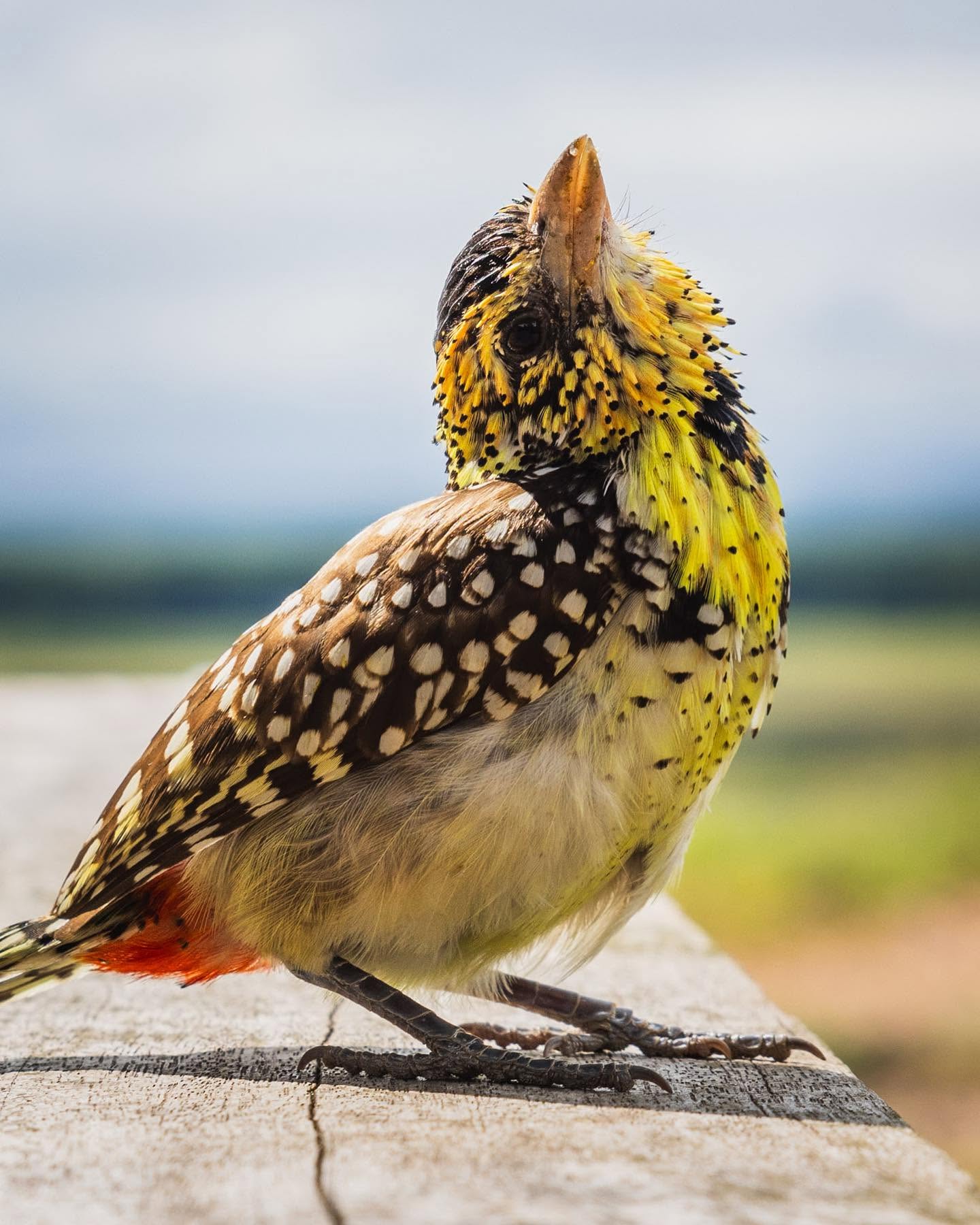D'Arnaud's barbet perched on a rock