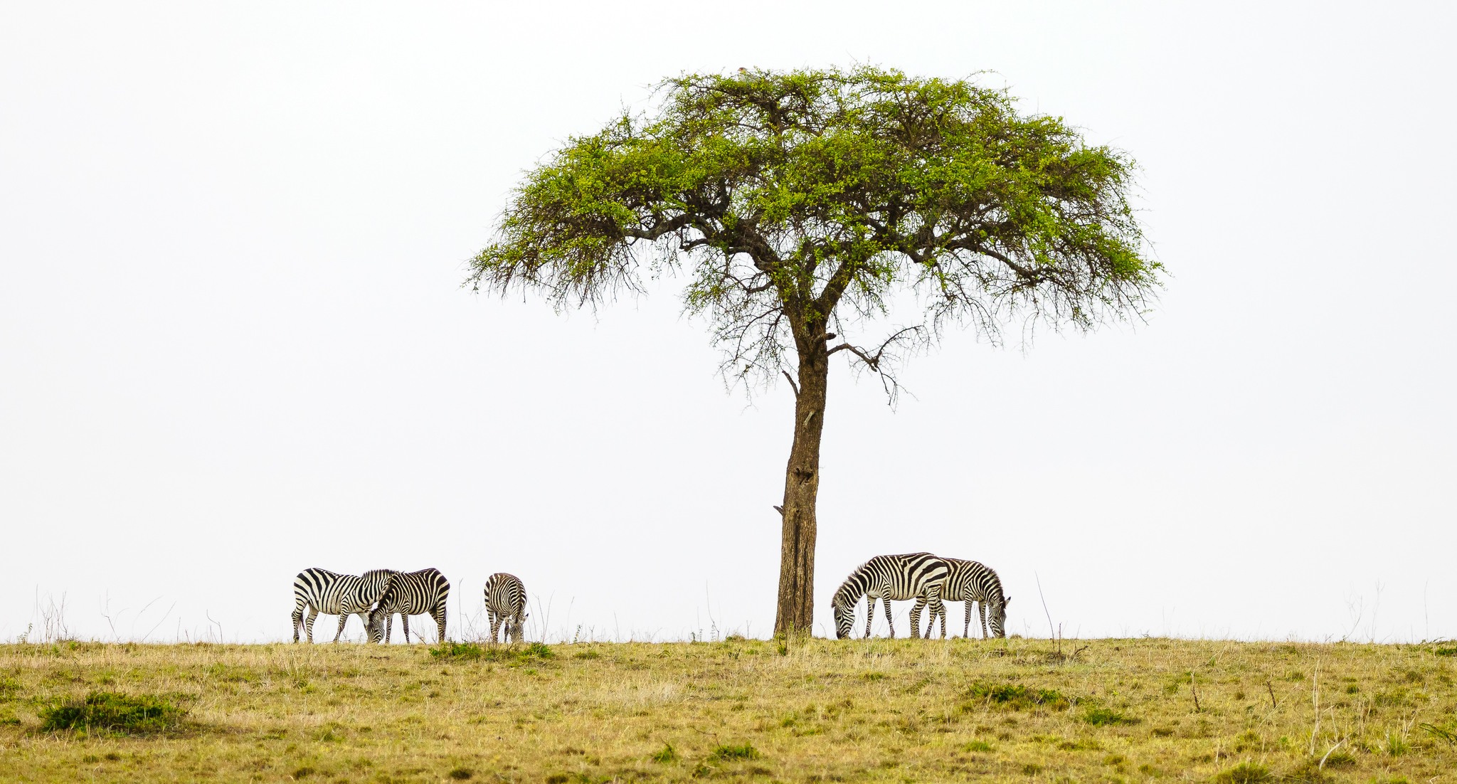 Lone acacia tree on open plains with zebra grazing