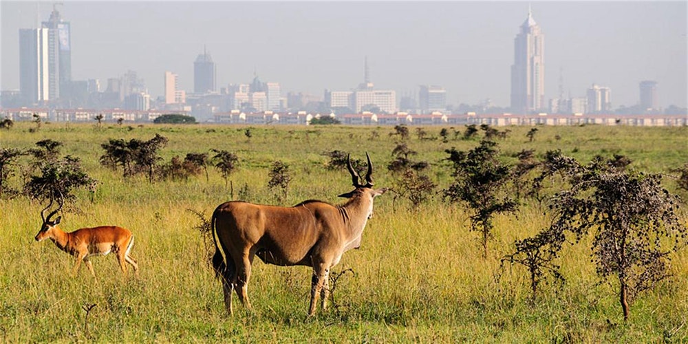 Impala grazing in Nairobi National Park with the city skyline behind