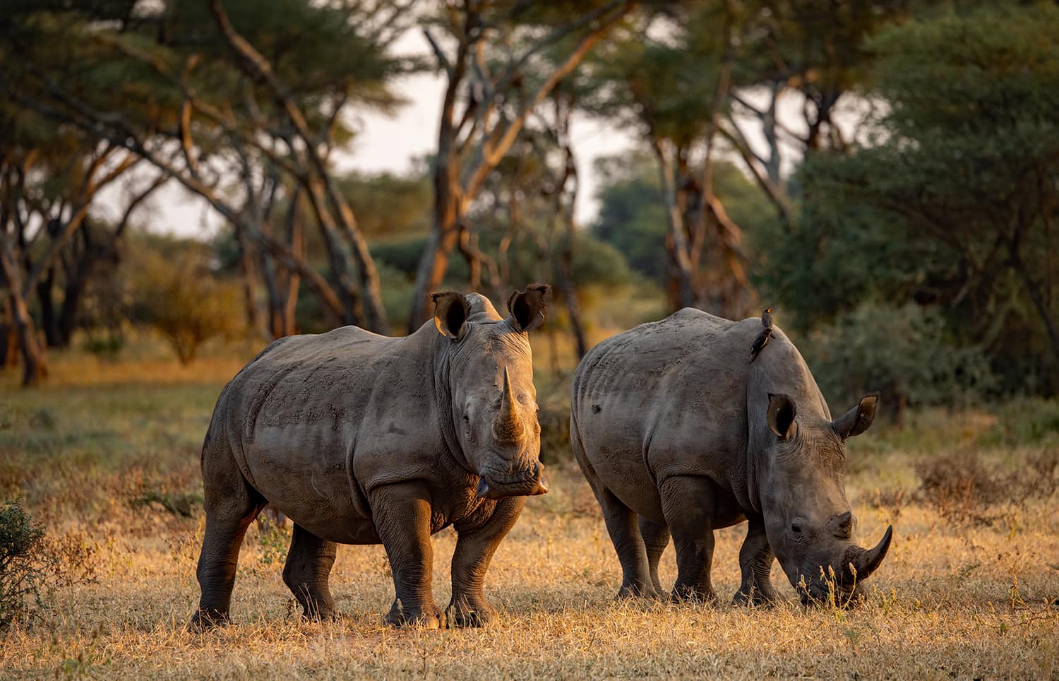 Two white rhinos in open woodland