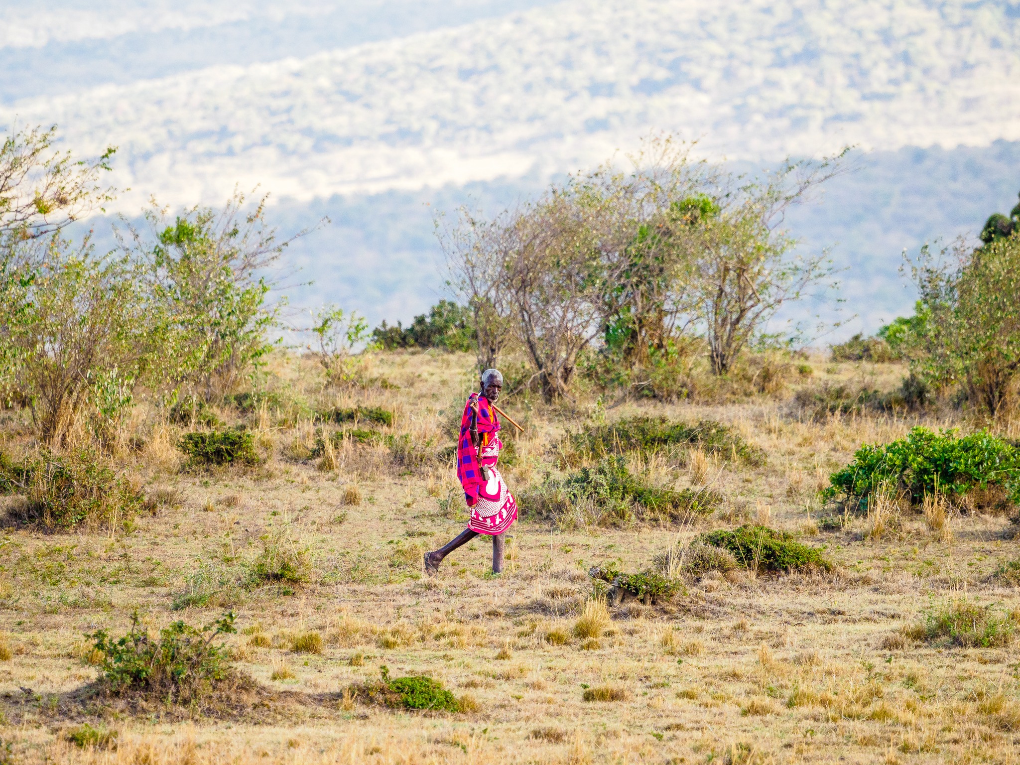 Maasai man walking through open country in a red shuka