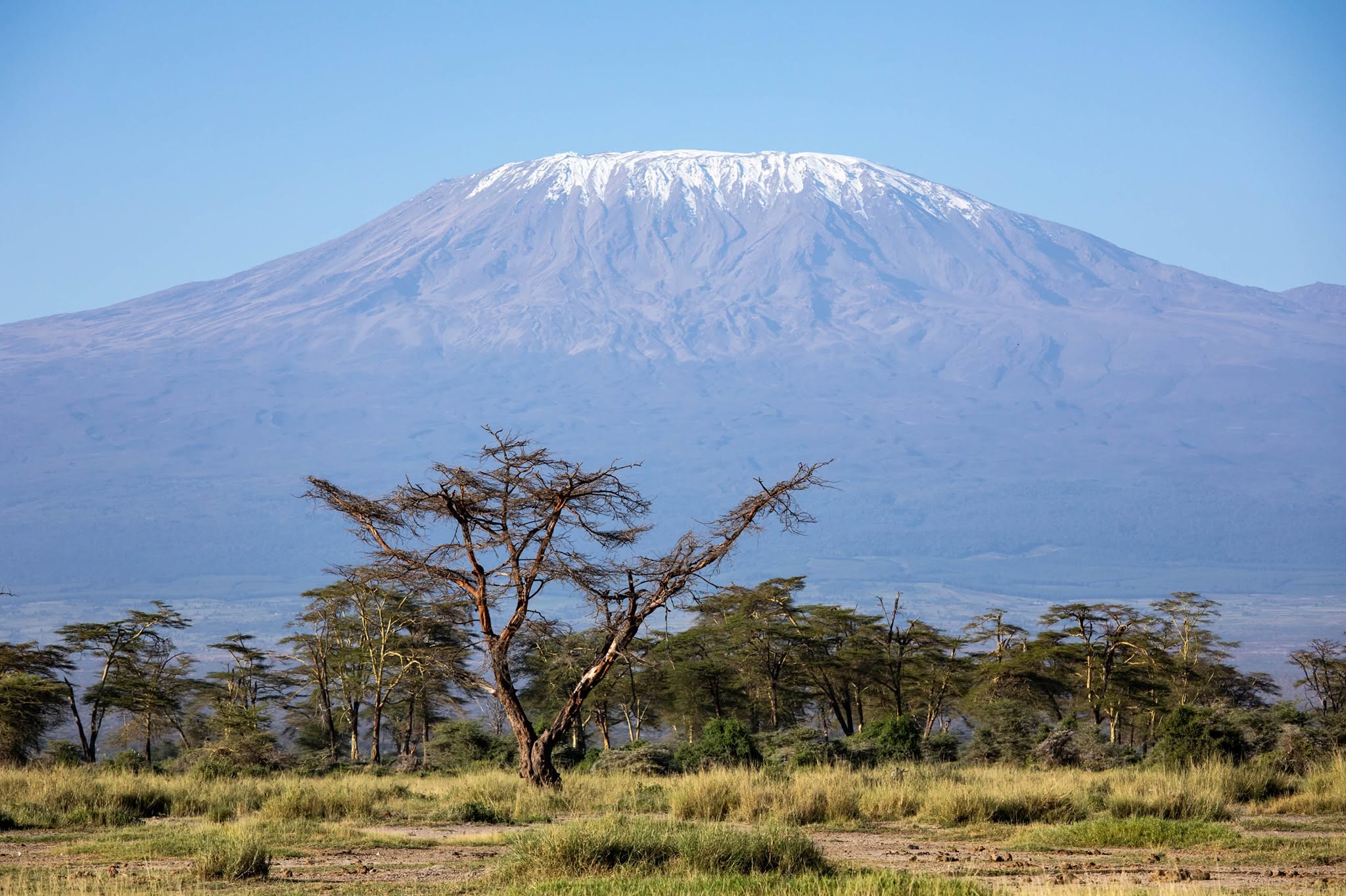 Mount Kilimanjaro rising above acacia trees