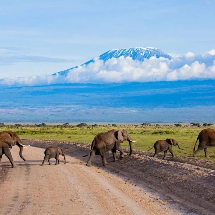 Elephants crossing a dirt road below Mount Kilimanjaro