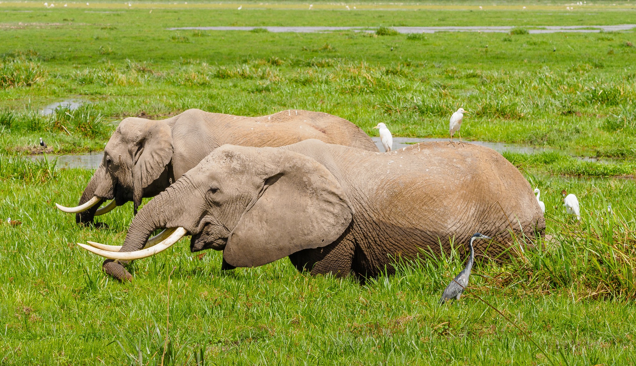 Two elephants resting in green grass with egrets
