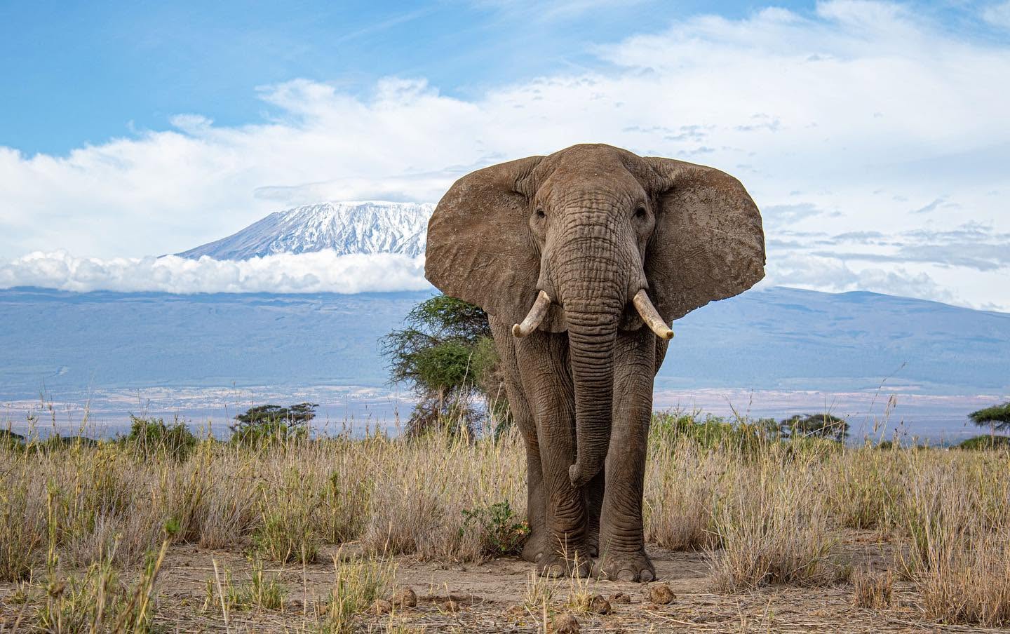 Elephant grazing in front of snow-capped Mount Kilimanjaro, Amboseli National Park